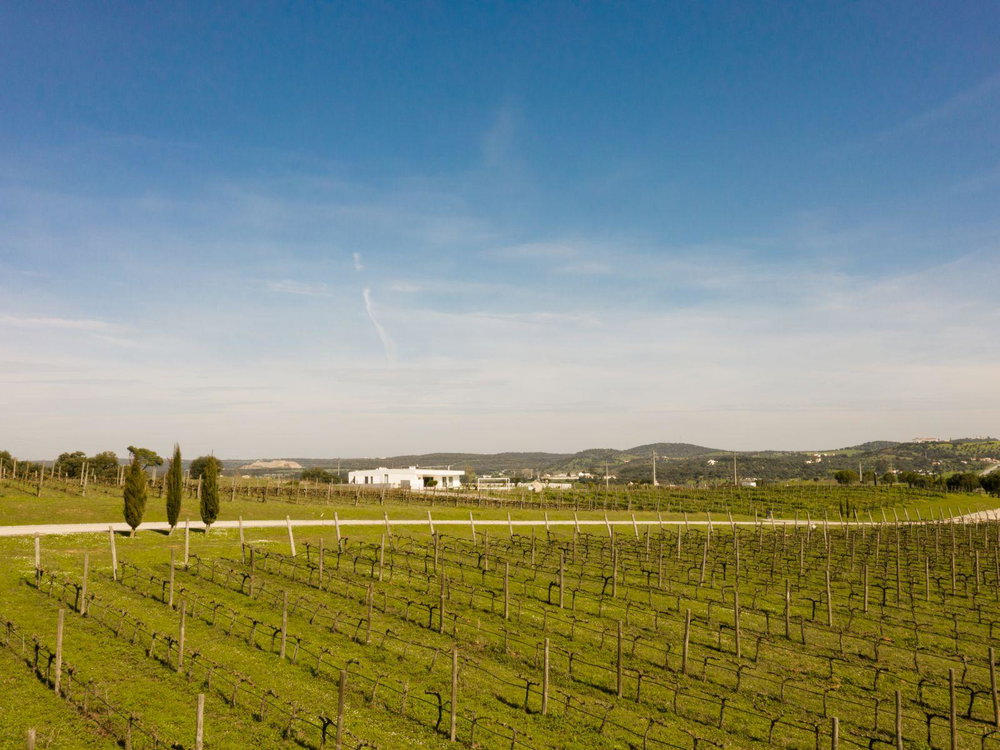 Villa with swimming pool inserted in land with vineyards 1777327732
