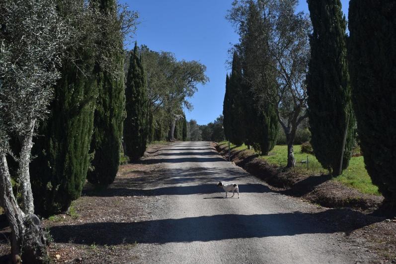 Farm in Santiago do Cacém, Setúbal