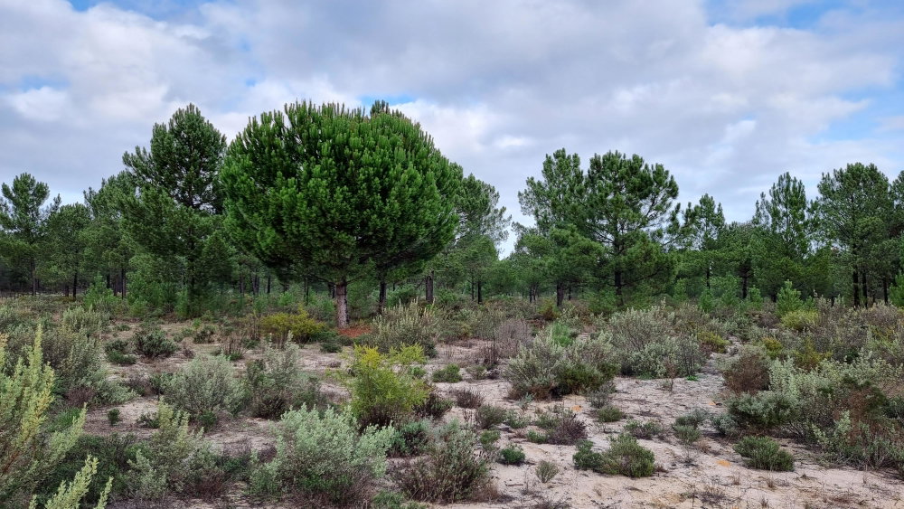 Exclusive Estate – Muda Reserve 871789087