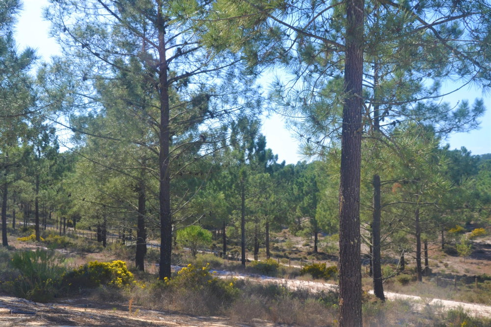 Prime, Land Plot, Carvalhal, Comporta 956884135