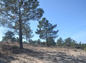 Prime, Land Plot, Carvalhal, Comporta 956884135