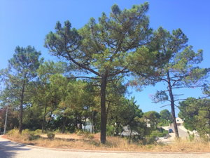 Fantastic, land plot For Villa Construction, Troia 1273496132