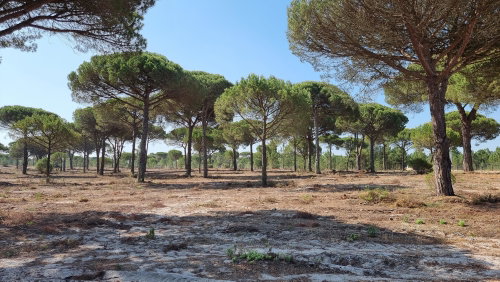 Superb, Land Plot for Villa Construction, Montes da Comporta, Comporta