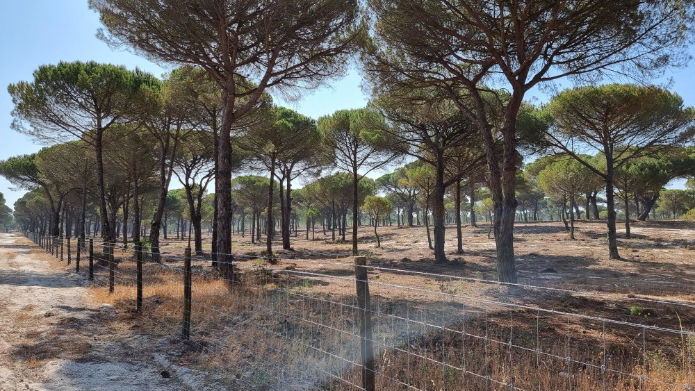 Superb, Land Plot for Villa Construction, Montes da Comporta, Comporta