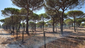 Superb, Land Plot for Villa Construction, Montes da Comporta, Comporta