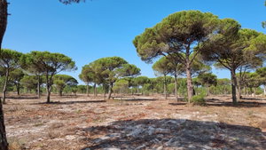 Superb, Land Plot for Villa Construction, Montes da Comporta, Comporta