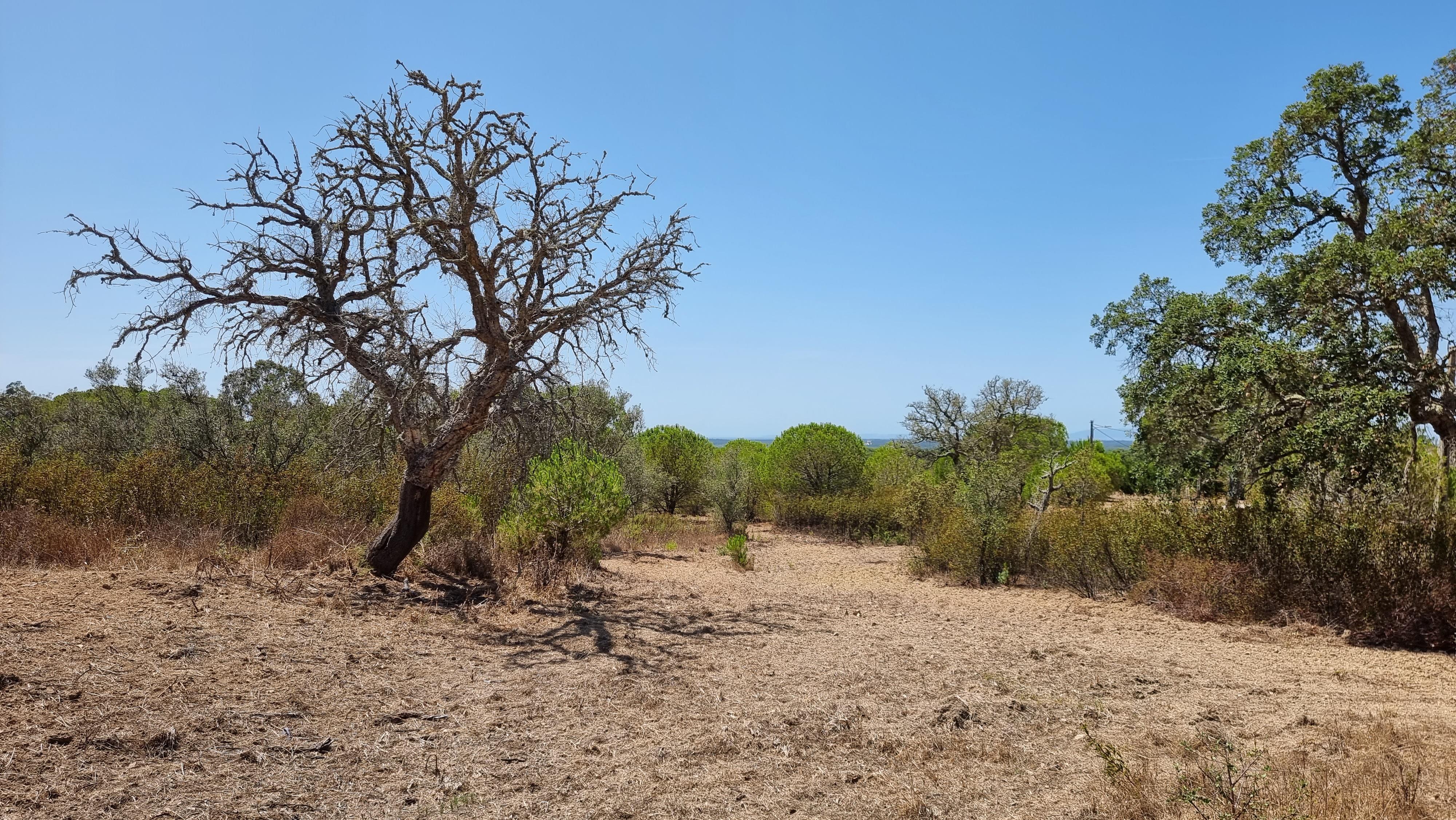 Country Side Approved Project Sobreiras Altas