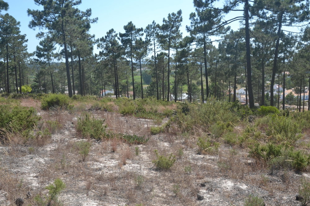 Casas da Colina, Land Plot, Pego, Comporta
