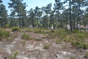 Casas da Colina, Land Plot, Pego, Comporta