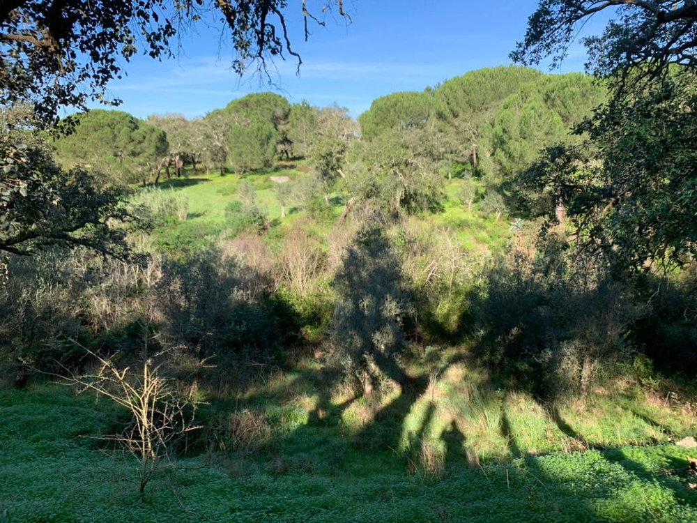 Magnificent, Land Plot for Commercial Construction, Melides 676045951