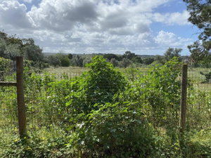 Fantastic, Land Plot, Melides, Comporta 4104956389