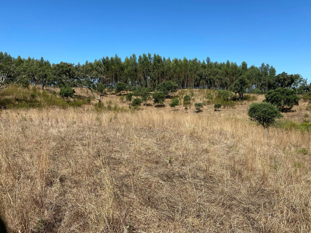 Excellent 15.6 hectares, Land Plot, Porto Covo, Alentejo