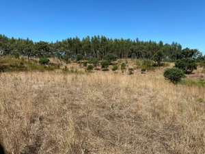 Excellent 15.6 hectares, Land Plot, Porto Covo, Alentejo