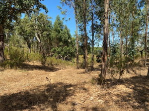 Excellent 15.6 hectares, Land Plot, Porto Covo, Alentejo