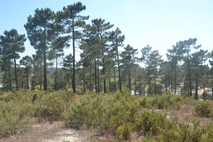 Fantastic Land Plot, Project Approved, Pego, Comporta