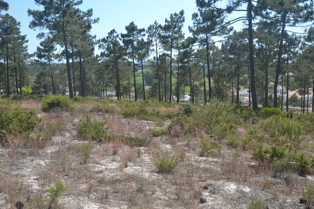 Fantastic Land Plot, Project Approved, Pego, Comporta