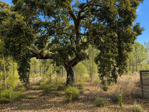 Fantastic Plot of Land – 11ha, Muda, Comporta