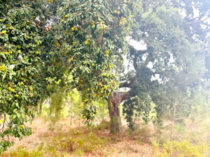 Fantastic Plot of Land – 11ha, Muda, Comporta