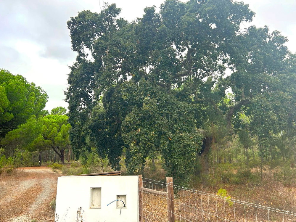 Fantastic Plot of Land – 11ha, Muda, Comporta