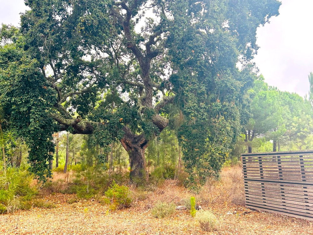 Fantastic Plot of Land – 11ha, Muda, Comporta