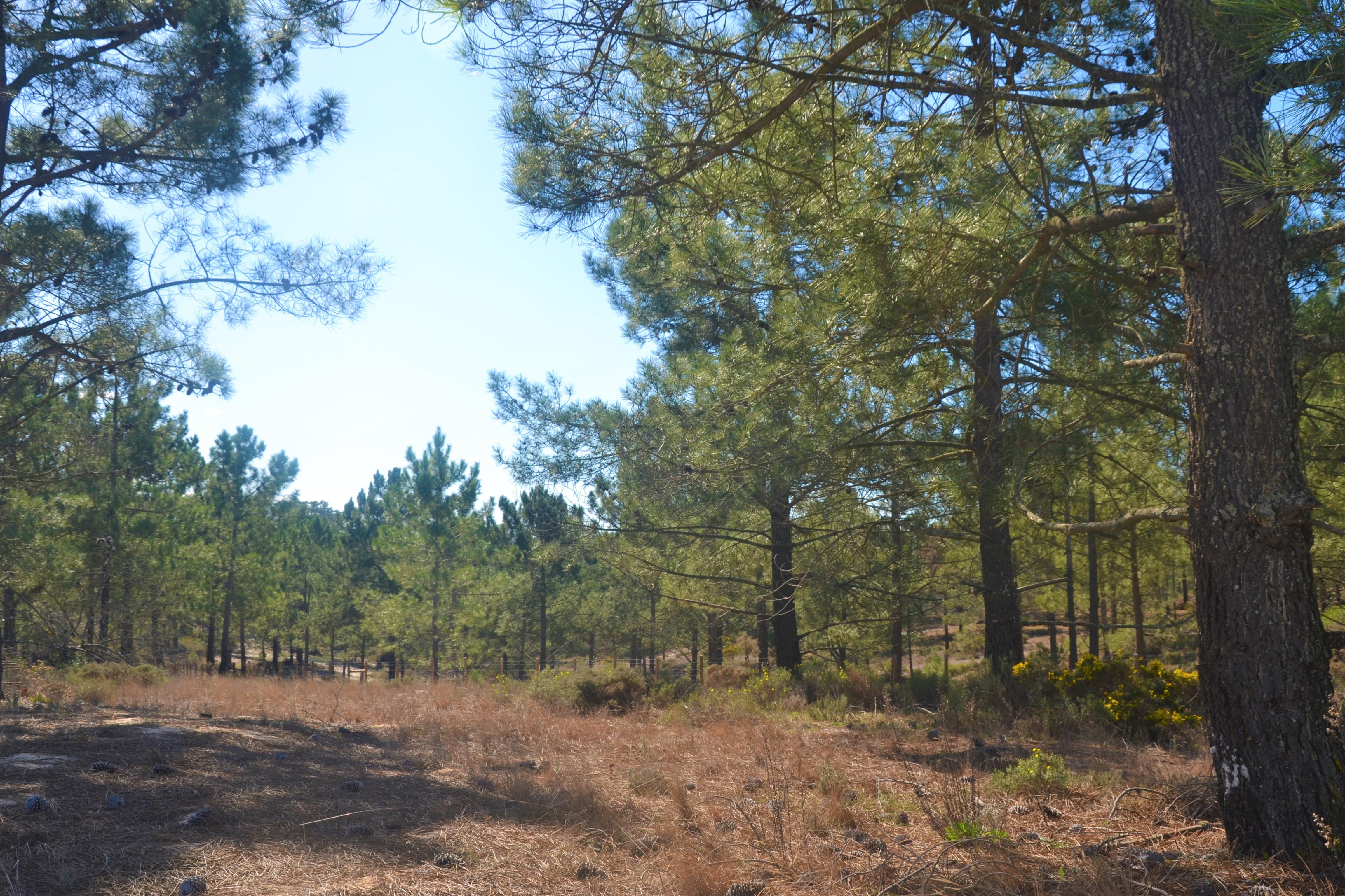 Wonderful Plot of Land Carvalhal Comporta