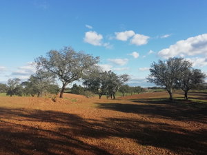 Excellent plot with approved project, Santiago do Cacém, Alentejo