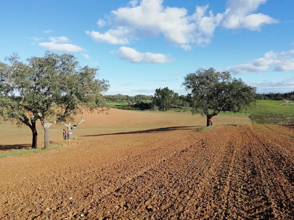 Excellent plot with approved project, Santiago do Cacém, Alentejo