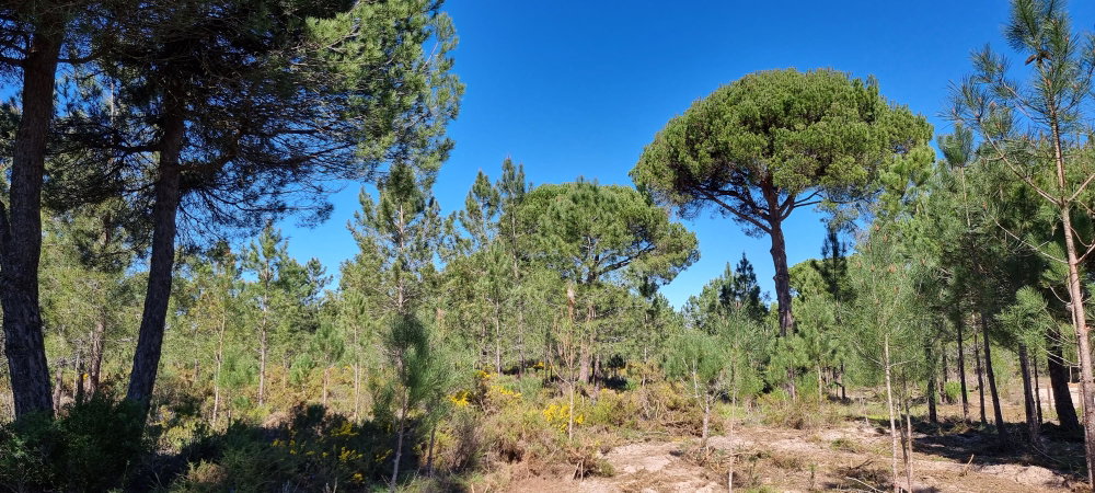 Exclusive Quinta Muda Reserve Estate, Comporta 2618296169