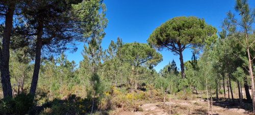 Exclusive Quinta Muda Reserve Estate, Comporta 2618296169