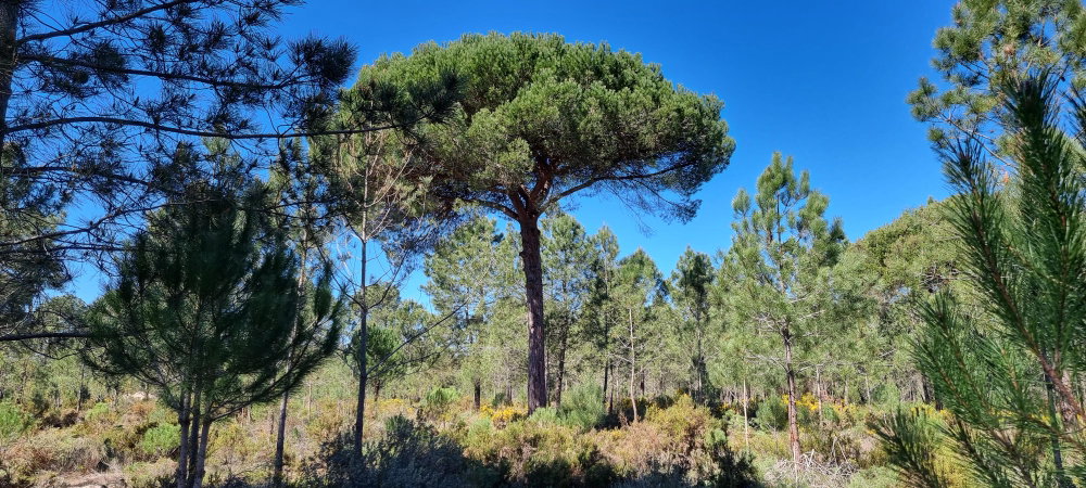 Exclusive Quinta Muda Reserve Estate, Comporta 2618296169