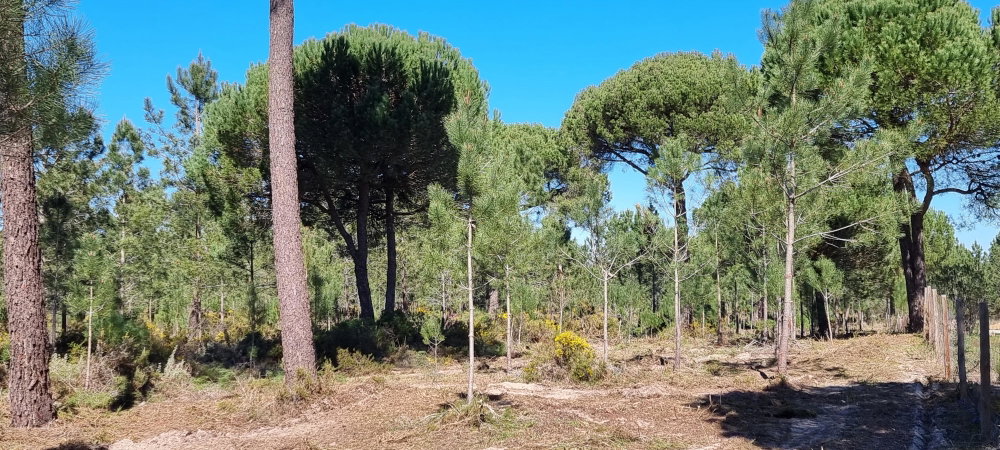 Exclusive Quinta Muda Reserve Estate, Comporta 2618296169