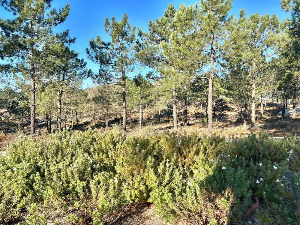 Wonderful, Land Plot for Villa Construction, Carvalhal, Comporta 968044160