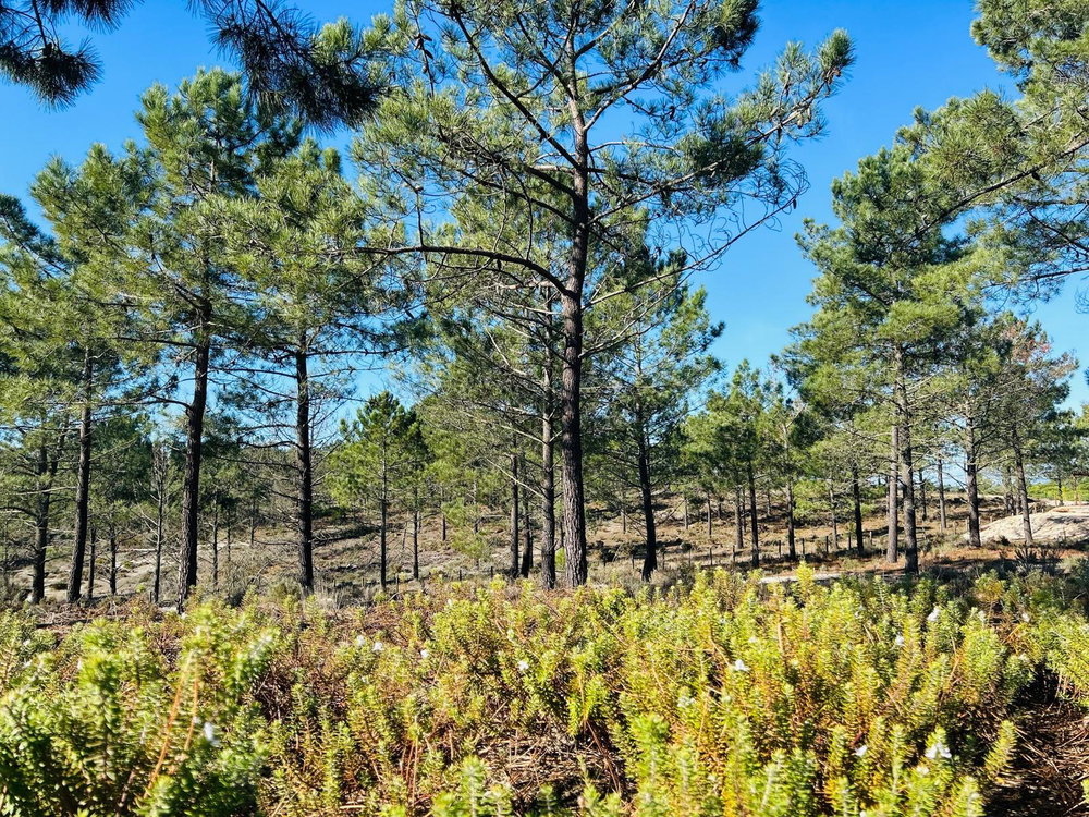 Superb, Plot of Land with Approved Project, Carvalhal, Comporta