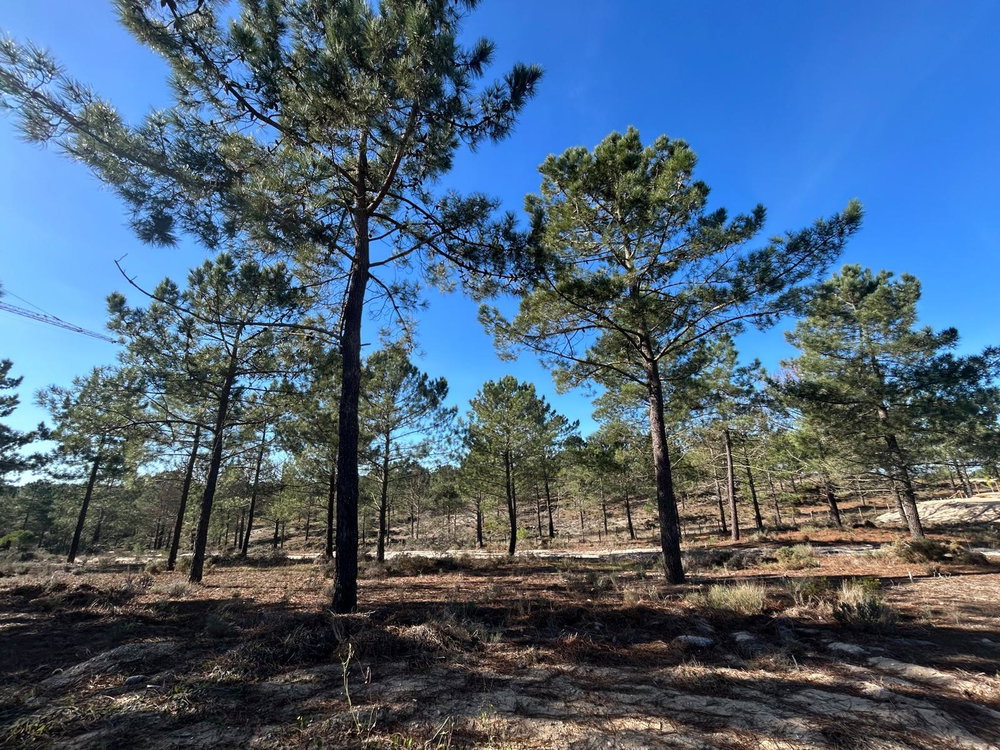 Superb, Plot of Land with Approved Project, Carvalhal, Comporta