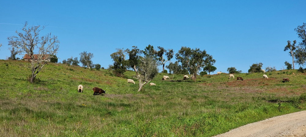 Property of 47.9 Hectares with Approved Agrotourism Project 1675074003