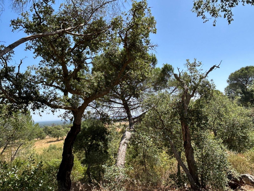 Land with Development Potential and Rural Tourism Opportunity, Melides 1429508357