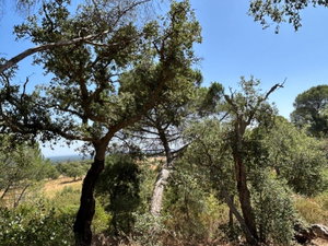 Land with Development Potential and Rural Tourism Opportunity, Melides 1429508357