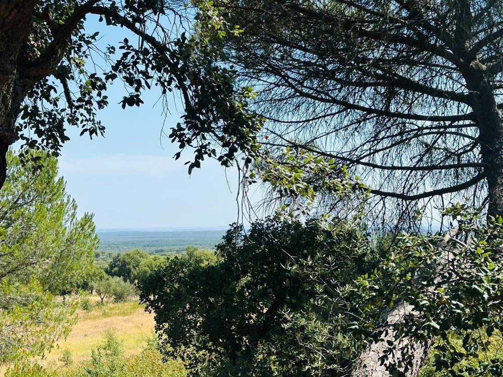 Land with Development Potential and Rural Tourism Opportunity, Melides 1429508357