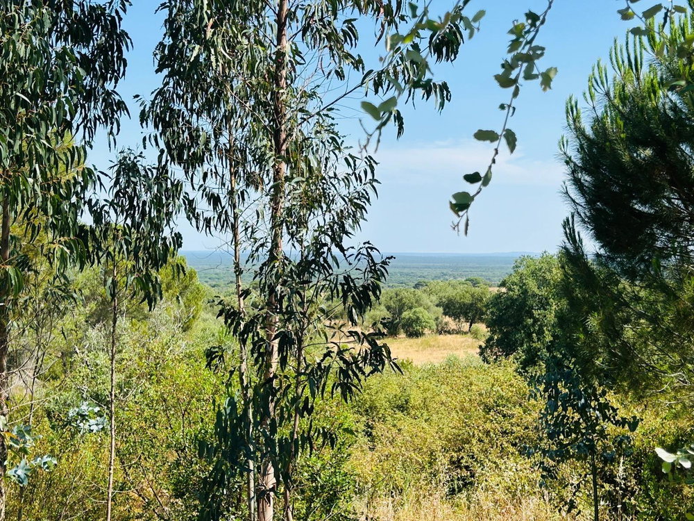 Land with Development Potential and Rural Tourism Opportunity, Melides 1429508357