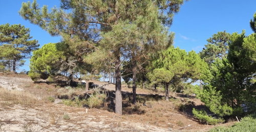 Exclusive Plot with Approved Project at La Réserve Comporta