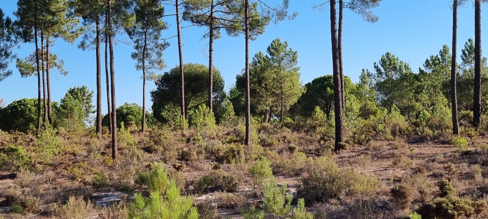 Excellent Investment Opportunity – Aldeia da Muda