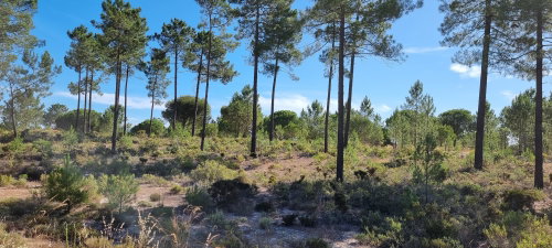 Excellent Investment Opportunity – Aldeia da Muda