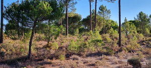 Excellent Investment Opportunity – Aldeia da Muda