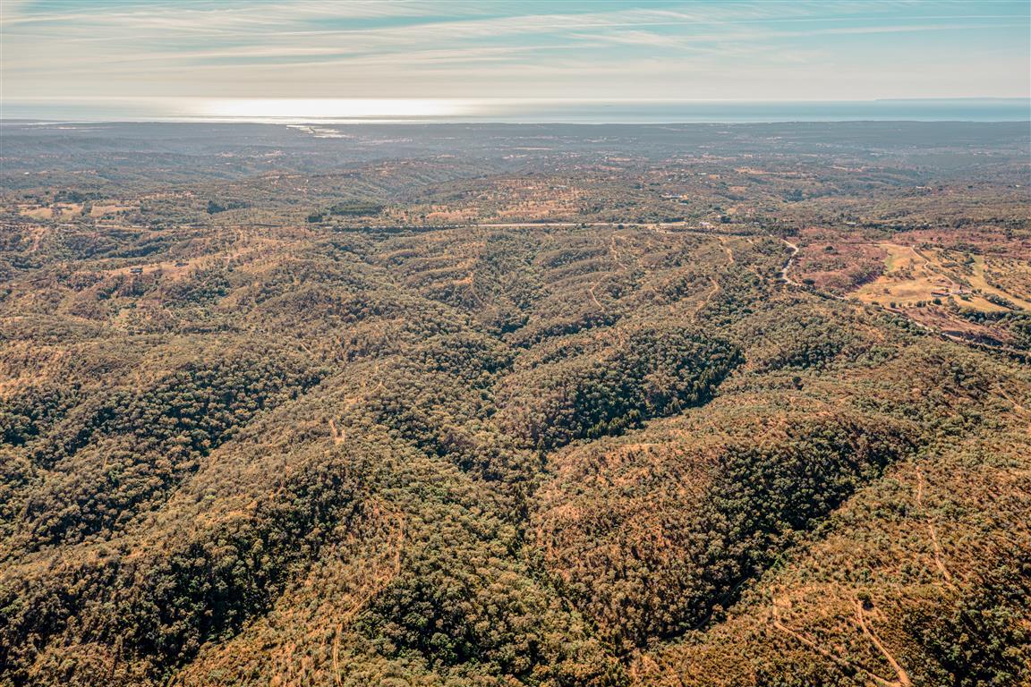 Land with forestry management and profitable Melides