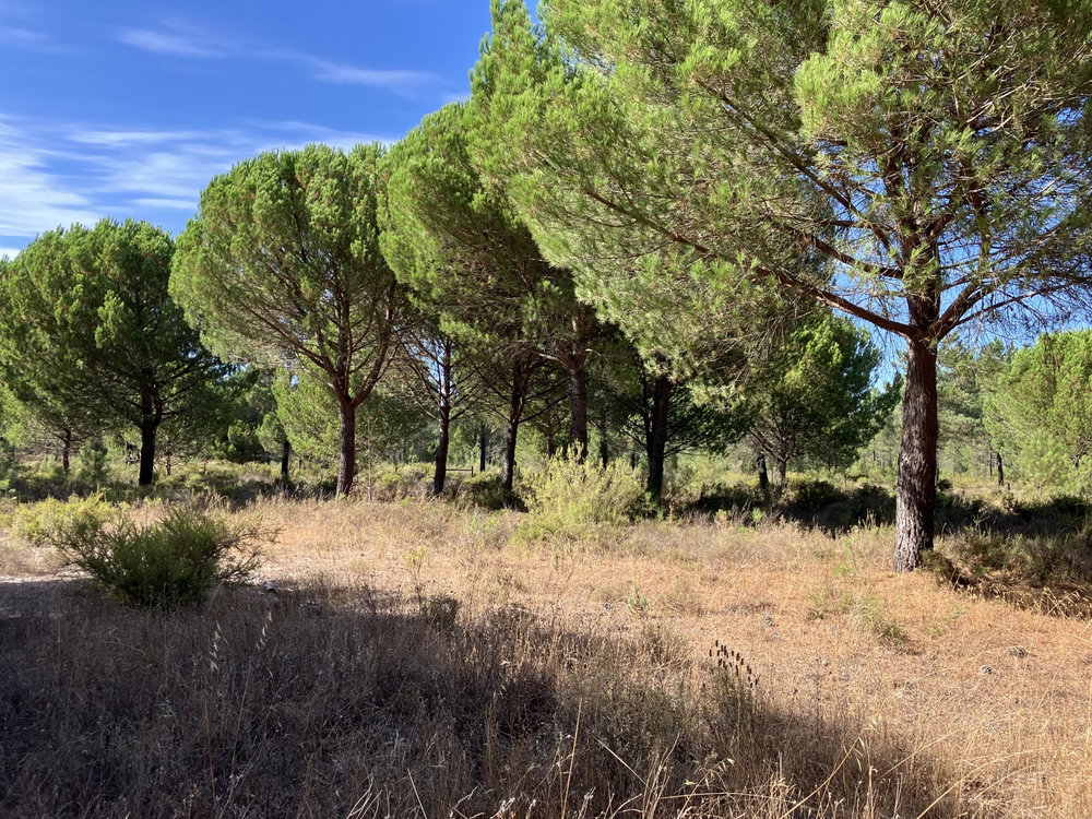 Land plot in Muda Reserve, Comporta