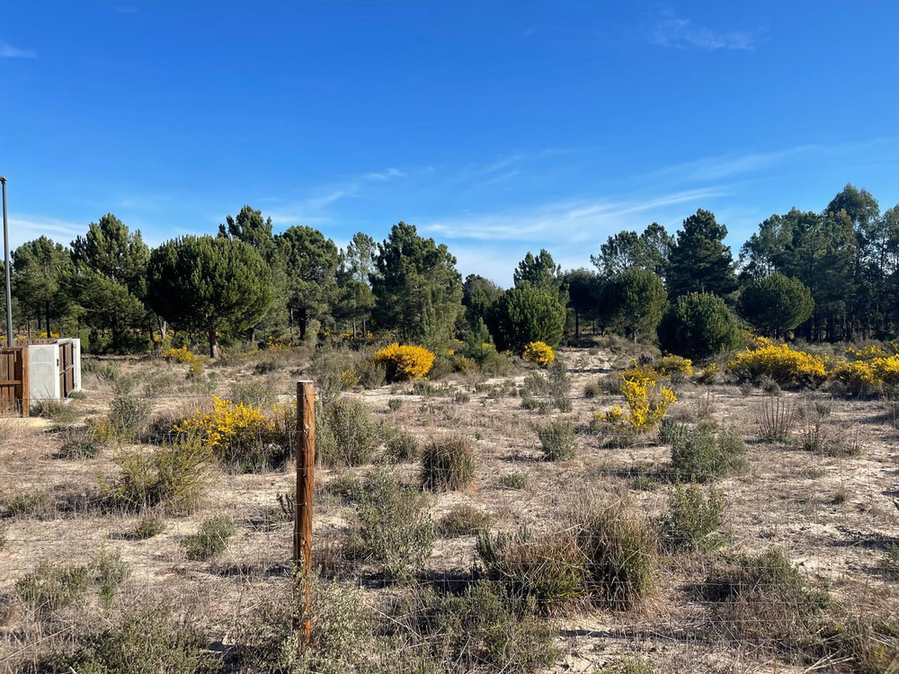 Land plot in Muda Reserve, Comporta