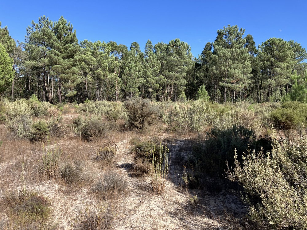 Land plot in Muda Reserve, Comporta
