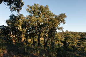 Land with sea and mountain views in Santiago do Cacém