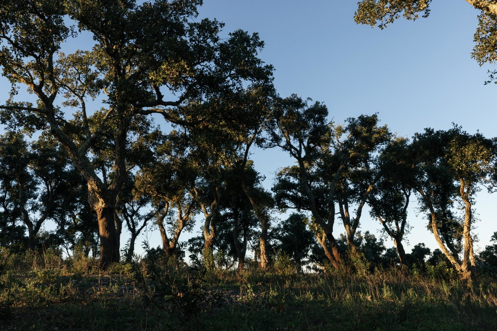 Land with sea and mountain views in Santiago do Cacém