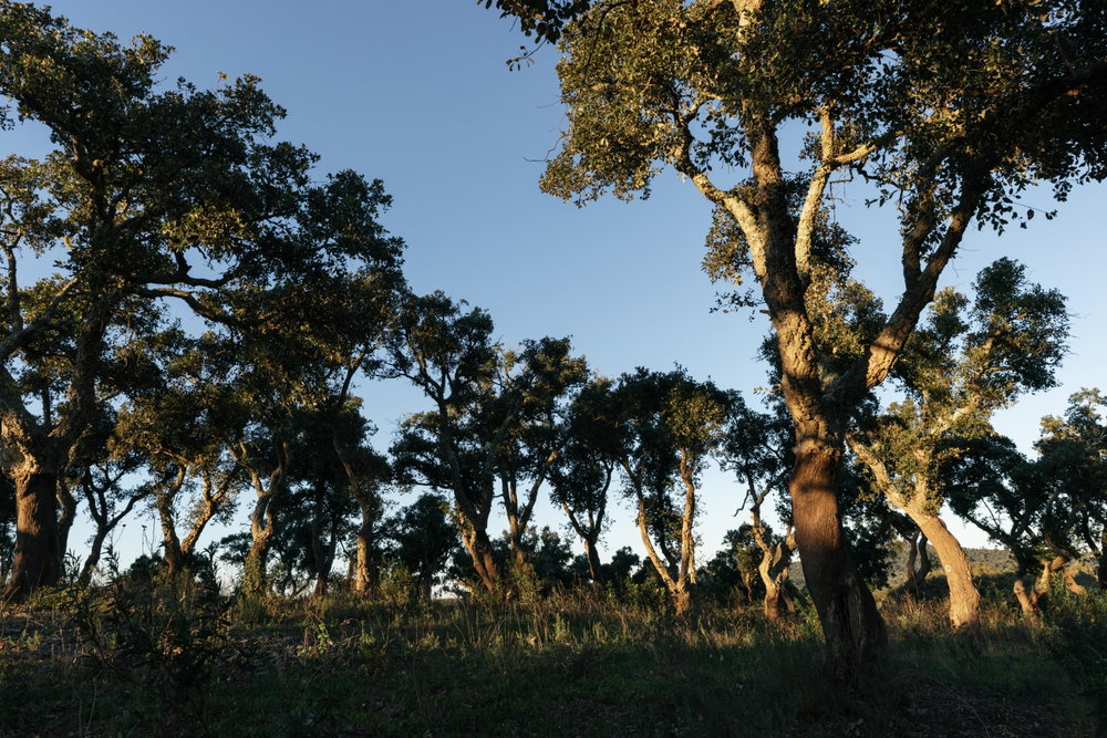 Land with sea and mountain views in Santiago do Cacém